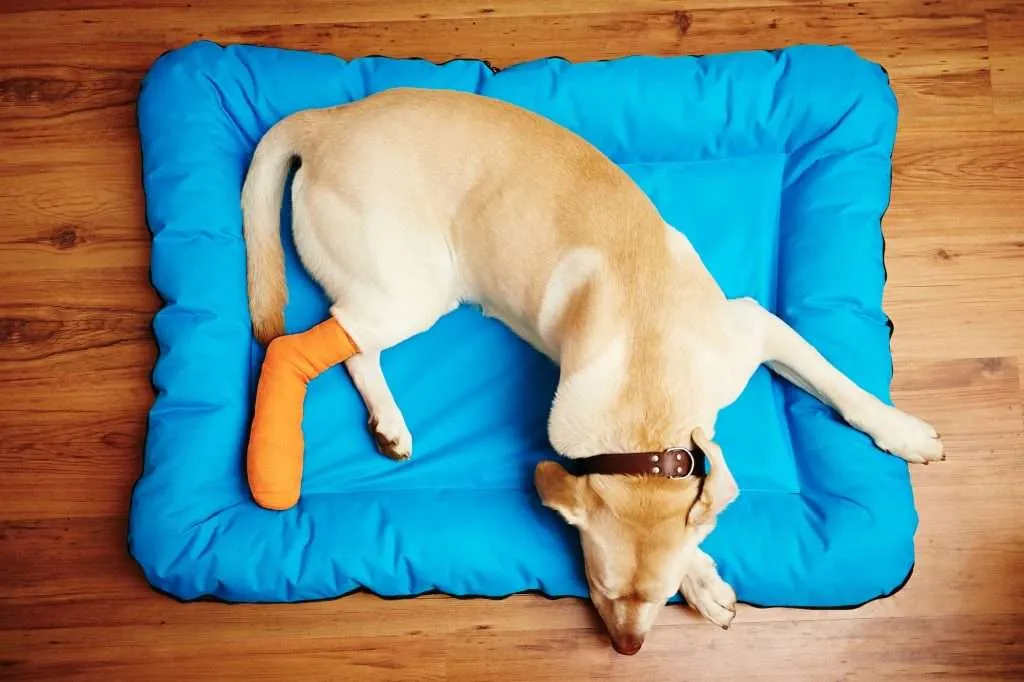Secure your pet's health with Colorado pet insurance. Choose from 20+ carrier options for comprehensive coverage & affordable care for your furry family member.